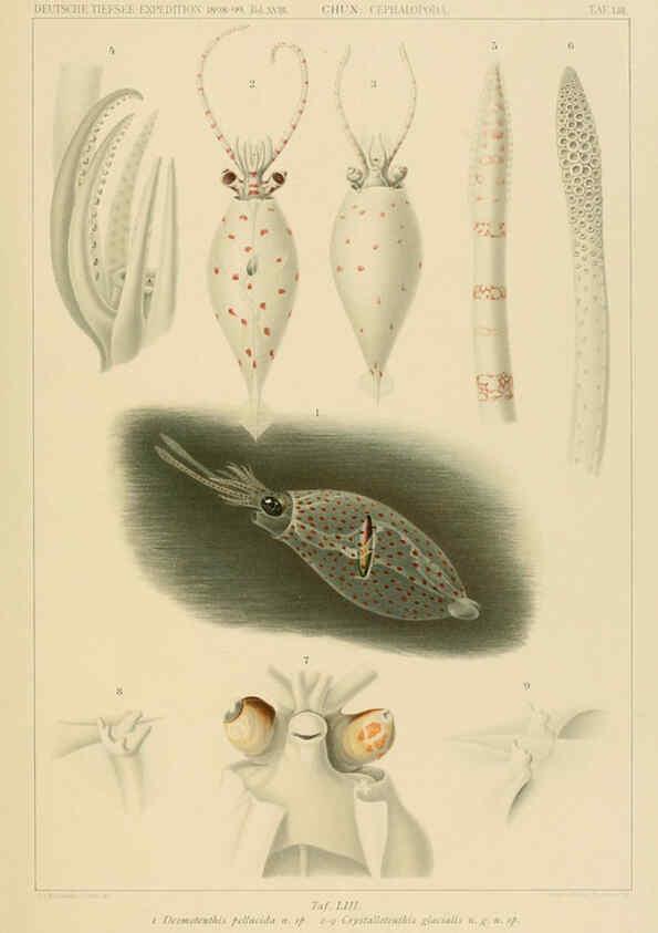 Reproducción/Reproduction 6286444008: Die Cephalopoden. Bd. 18, T.1 (Atlas) [Jena],G. Fischer,1910-1915