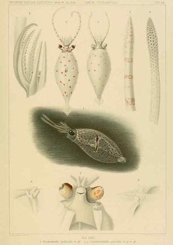 Reproducción/Reproduction 6286444008: Die Cephalopoden. Bd. 18, T.1 (Atlas) [Jena],G. Fischer,1910-1915