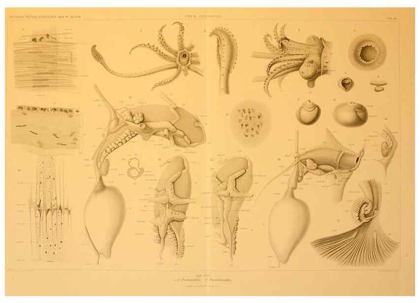 Reproducción/Reproduction 6286444266: Die Cephalopoden. Bd. 18, T.1 (Atlas) [Jena],G. Fischer,1910-1915