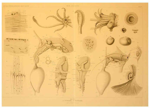 Reproducción/Reproduction 6286444266: Die Cephalopoden. Bd. 18, T.1 (Atlas) [Jena],G. Fischer,1910-1915