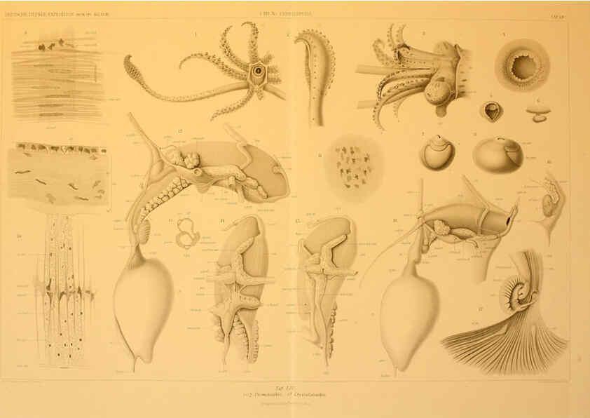 Reproducción/Reproduction 6286444266: Die Cephalopoden. Bd. 18, T.1 (Atlas) [Jena],G. Fischer,1910-1915