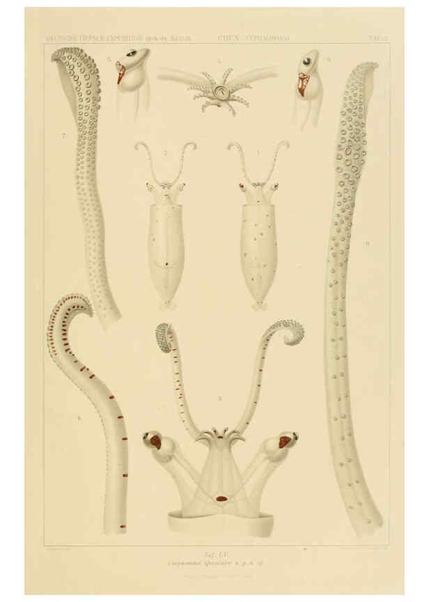Reproducción/Reproduction 6286444398: Die Cephalopoden. Bd. 18, T.1 (Atlas) [Jena],G. Fischer,1910-1915