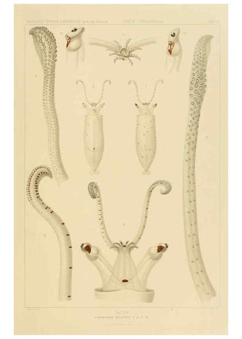 Reproducción/Reproduction 6286444398: Die Cephalopoden. Bd. 18, T.1 (Atlas) [Jena],G. Fischer,1910-1915