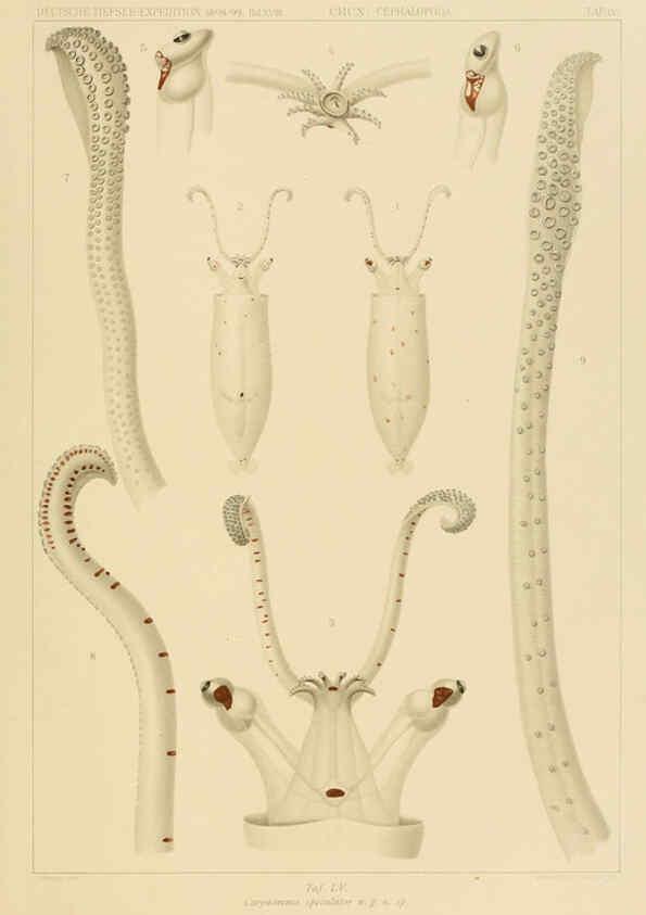 Reproducción/Reproduction 6286444398: Die Cephalopoden. Bd. 18, T.1 (Atlas) [Jena],G. Fischer,1910-1915