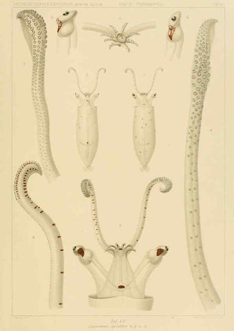 Reproducción/Reproduction 6286444398: Die Cephalopoden. Bd. 18, T.1 (Atlas) [Jena],G. Fischer,1910-1915
