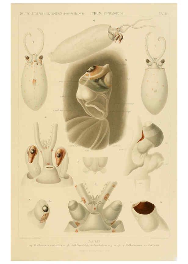 Reproducción/Reproduction 6285924415: Die Cephalopoden. Bd. 18, T.1 (Atlas) [Jena],G. Fischer,1910-1915