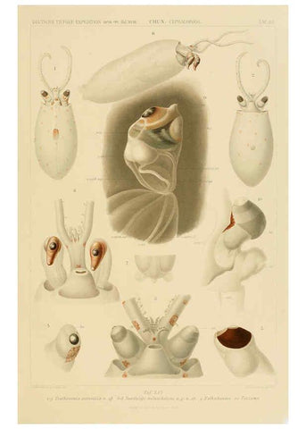 Reproducción/Reproduction 6285924415: Die Cephalopoden. Bd. 18, T.1 (Atlas) [Jena],G. Fischer,1910-1915
