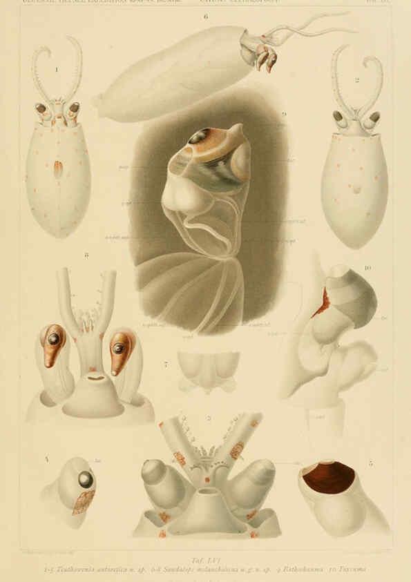 Reproducción/Reproduction 6285924415: Die Cephalopoden. Bd. 18, T.1 (Atlas) [Jena],G. Fischer,1910-1915