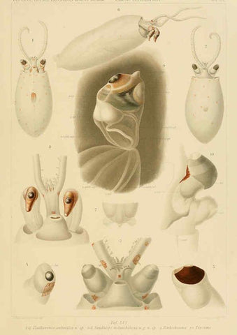 Reproducción/Reproduction 6285924415: Die Cephalopoden. Bd. 18, T.1 (Atlas) [Jena],G. Fischer,1910-1915