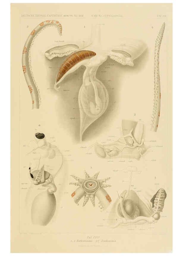 Reproducción/Reproduction 6286444826: Die Cephalopoden. Bd. 18, T.1 (Atlas) [Jena],G. Fischer,1910-1915