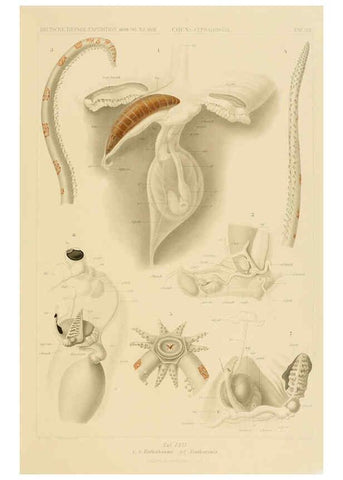 Reproducción/Reproduction 6286444826: Die Cephalopoden. Bd. 18, T.1 (Atlas) [Jena],G. Fischer,1910-1915