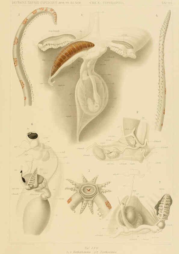 Reproducción/Reproduction 6286444826: Die Cephalopoden. Bd. 18, T.1 (Atlas) [Jena],G. Fischer,1910-1915