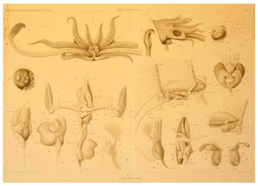 Reproducción/Reproduction 6286443458: Die Cephalopoden. Bd. 18, T.1 (Atlas) [Jena],G. Fischer,1910-1915