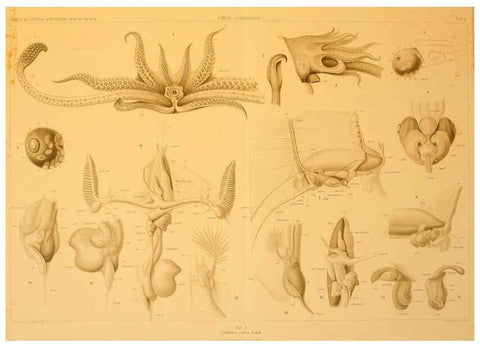 Reproducción/Reproduction 6286443458: Die Cephalopoden. Bd. 18, T.1 (Atlas) [Jena],G. Fischer,1910-1915