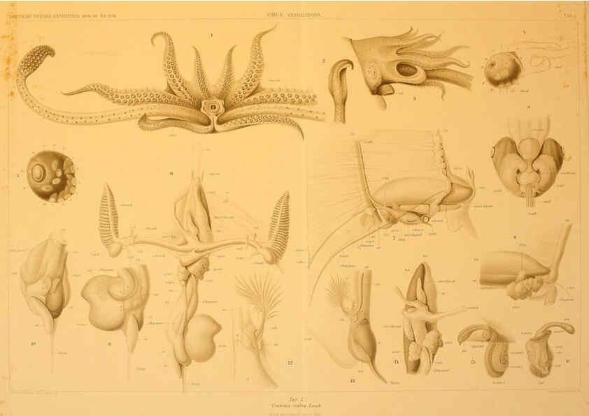 Reproducción/Reproduction 6286443458: Die Cephalopoden. Bd. 18, T.1 (Atlas) [Jena],G. Fischer,1910-1915