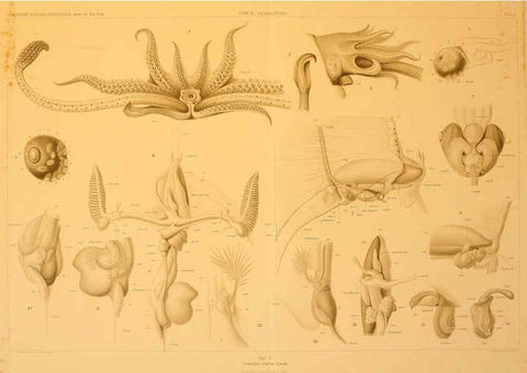 Reproducción/Reproduction 6286443458: Die Cephalopoden. Bd. 18, T.1 (Atlas) [Jena],G. Fischer,1910-1915