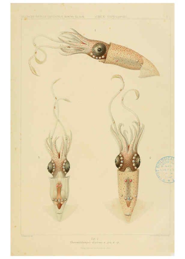 Reproducción/Reproduction 6286433666: Die Cephalopoden. Bd. 18, T.1 (Atlas) [Jena],G. Fischer,1910-1915