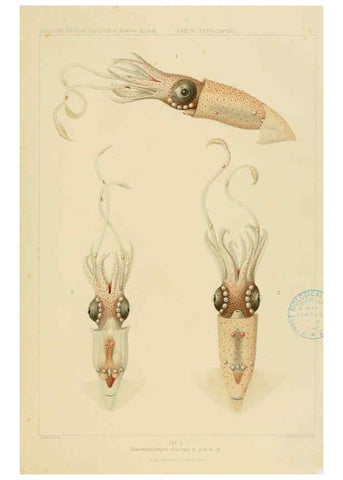 Reproducción/Reproduction 6286433666: Die Cephalopoden. Bd. 18, T.1 (Atlas) [Jena],G. Fischer,1910-1915