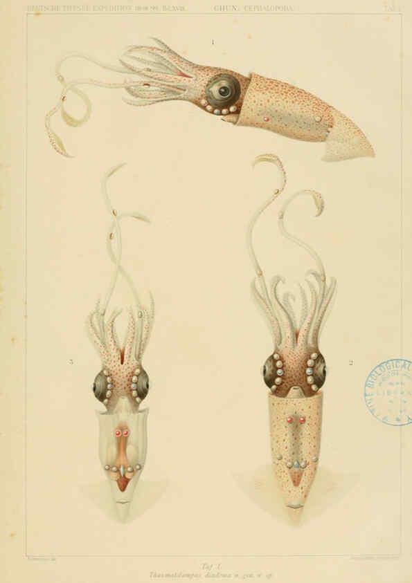 Reproducción/Reproduction 6286433666: Die Cephalopoden. Bd. 18, T.1 (Atlas) [Jena],G. Fischer,1910-1915