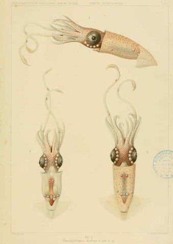 Reproducción/Reproduction 6286433666: Die Cephalopoden. Bd. 18, T.1 (Atlas) [Jena],G. Fischer,1910-1915