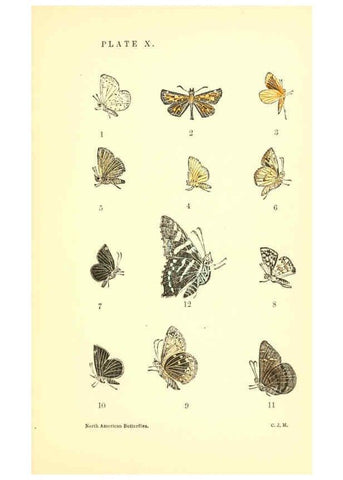 Reproducción/Reproduction 6285864617: A manual of North American butterflies Boston :De Wolfe, Fiske & Co.,1891