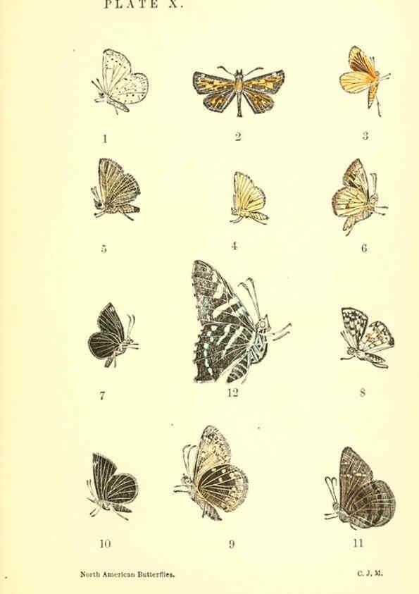 Reproducción/Reproduction 6285864617: A manual of North American butterflies Boston :De Wolfe, Fiske & Co.,1891