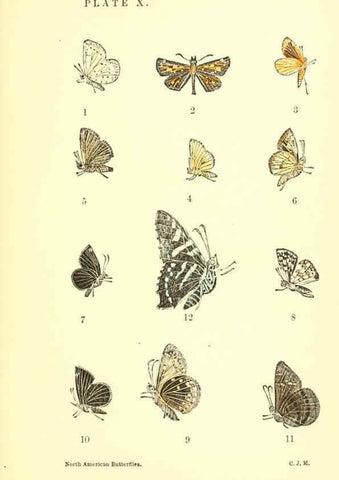Reproducción/Reproduction 6285864617: A manual of North American butterflies Boston :De Wolfe, Fiske & Co.,1891