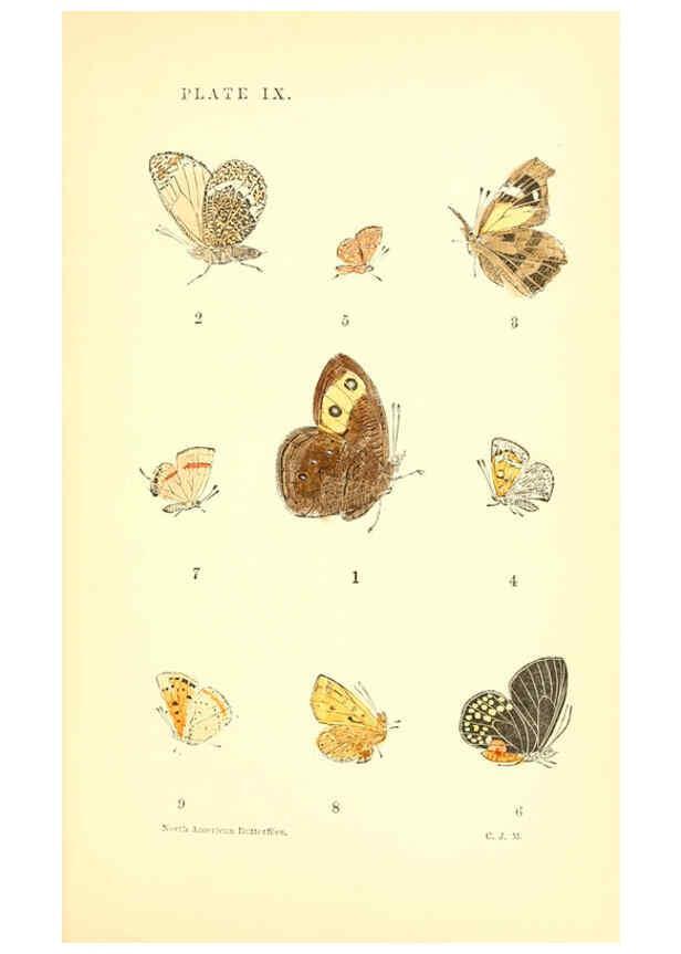 Reproducción/Reproduction 6286384978: A manual of North American butterflies Boston :De Wolfe, Fiske & Co.,1891
