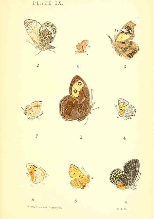 Reproducción/Reproduction 6286384978: A manual of North American butterflies Boston :De Wolfe, Fiske & Co.,1891