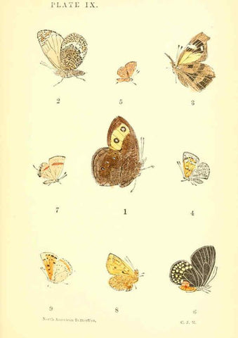 Reproducción/Reproduction 6286384978: A manual of North American butterflies Boston :De Wolfe, Fiske & Co.,1891