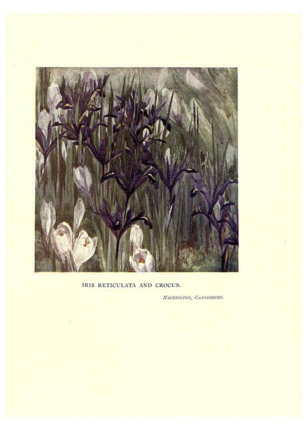 Reproducción/Reproduction 6285787367: Garden colour London,E. P. Dutton & company,1905