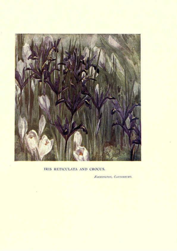 Reproducción/Reproduction 6285787367: Garden colour London,E. P. Dutton & company,1905