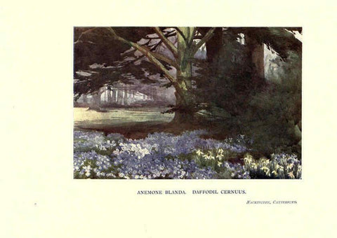 Reproducción/Reproduction 6285787515: Garden colour London,E. P. Dutton & company,1905
