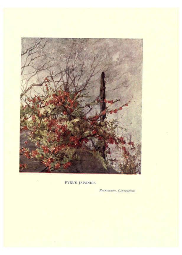 Reproducción/Reproduction 6285787829: Garden colour London,E. P. Dutton & company,1905