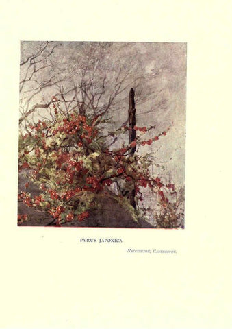 Reproducción/Reproduction 6285787829: Garden colour London,E. P. Dutton & company,1905