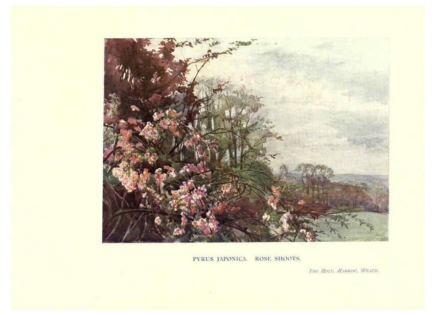 Reproducción/Reproduction 6286309210: Garden colour London,E. P. Dutton & company,1905