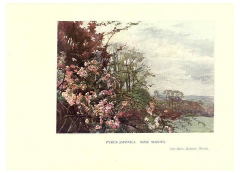 Reproducción/Reproduction 6286309210: Garden colour London,E. P. Dutton & company,1905