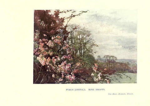 Reproducción/Reproduction 6286309210: Garden colour London,E. P. Dutton & company,1905