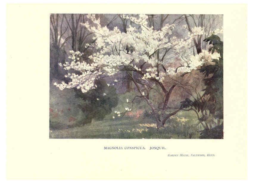 Reproducción/Reproduction 6286309380: Garden colour London,E. P. Dutton & company,1905