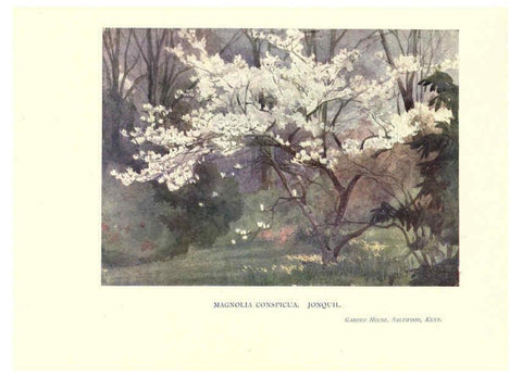 Reproducción/Reproduction 6286309380: Garden colour London,E. P. Dutton & company,1905