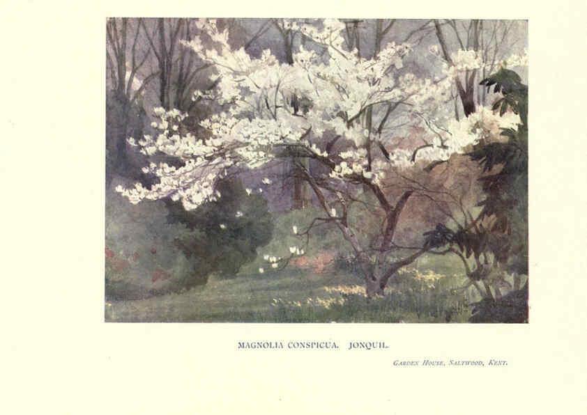 Reproducción/Reproduction 6286309380: Garden colour London,E. P. Dutton & company,1905