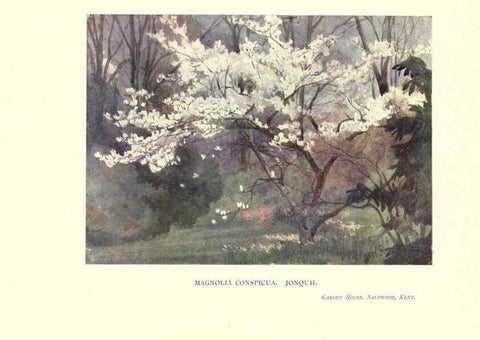Reproducción/Reproduction 6286309380: Garden colour London,E. P. Dutton & company,1905