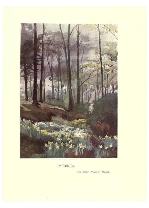 Reproducción/Reproduction 6286309530: Garden colour London,E. P. Dutton & company,1905