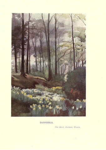Reproducción/Reproduction 6286309530: Garden colour London,E. P. Dutton & company,1905