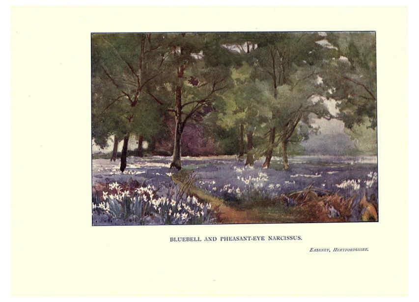 Reproducción/Reproduction 6285789111: Garden colour London,E. P. Dutton & company,1905