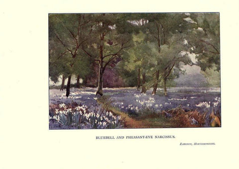 Reproducción/Reproduction 6285789111: Garden colour London,E. P. Dutton & company,1905