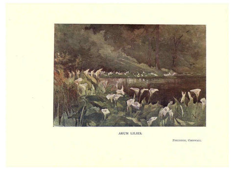 Reproducción/Reproduction 6286310634: Garden colour London,E. P. Dutton & company,1905