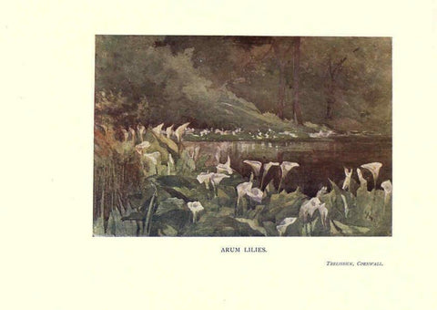 Reproducción/Reproduction 6286310634: Garden colour London,E. P. Dutton & company,1905