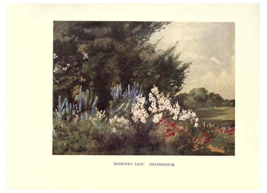Reproducción/Reproduction 6285789767: Garden colour London,E. P. Dutton & company,1905