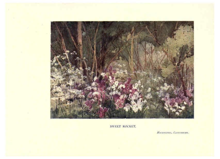 Reproducción/Reproduction 6285789949: Garden colour London,E. P. Dutton & company,1905